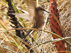 Oreotrochilus estella