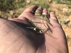 Euphorbia florida