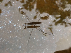 Limnoporus dissortis