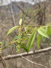 Searsia transvaalensis