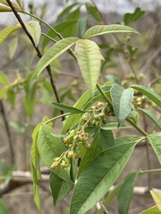 Searsia transvaalensis