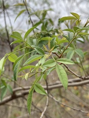 Searsia transvaalensis