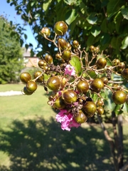 Lagerstroemia indica