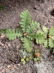 Asplenium phillipsianum