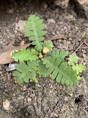 Asplenium phillipsianum