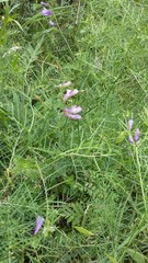 Vicia tenuifolia dalmatica