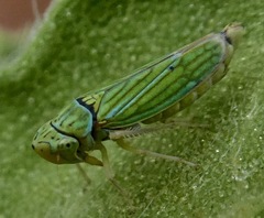 Graphocephala cythura