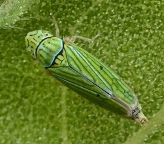 Graphocephala cythura