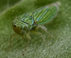 Graphocephala cythura