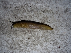 Limacus flavus