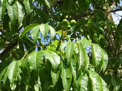 Ceiba speciosa