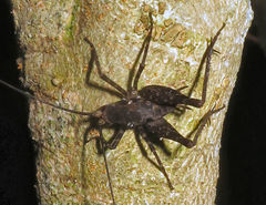 Pleioplectron gubernator