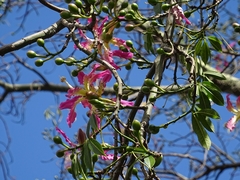 Ceiba speciosa
