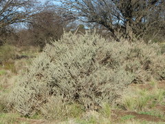 Atriplex lampa
