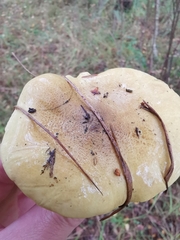 Tricholoma frondosae