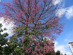 Ceiba speciosa