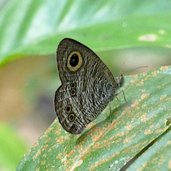 Ypthima horsfieldii humei
