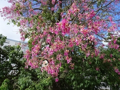 Ceiba speciosa