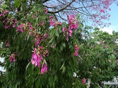 Ceiba speciosa