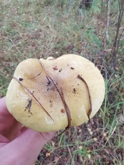 Tricholoma frondosae