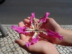 Ceiba speciosa