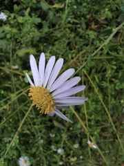 Aster indicus