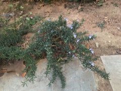 Salvia rosmarinus