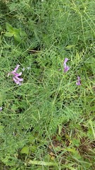 Vicia tenuifolia dalmatica