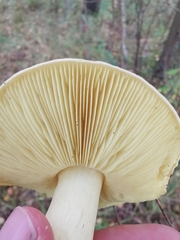 Tricholoma frondosae