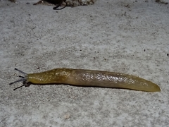 Limacus flavus