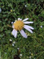 Aster indicus