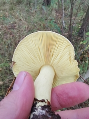 Tricholoma frondosae