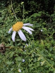 Aster indicus
