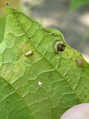 Dasineura communis