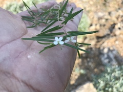 Euphorbia florida