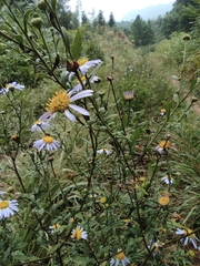 Aster indicus