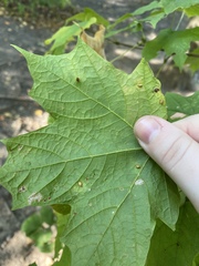 Dasineura communis