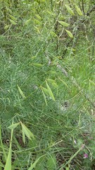 Vicia tenuifolia dalmatica