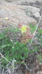 Bursera roseana