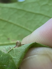 Dasineura communis