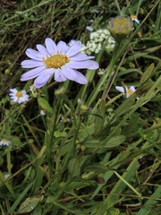 Aster indicus