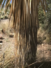 Yucca rostrata