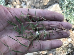 Euphorbia florida