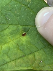 Dasineura communis