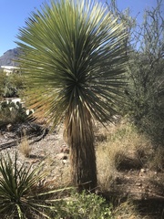 Yucca rostrata