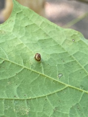 Dasineura communis