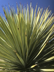 Yucca rostrata