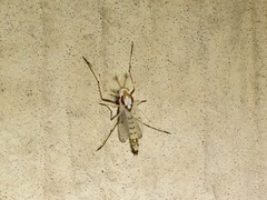 Coelotanypus concinnus