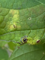 Dasineura communis