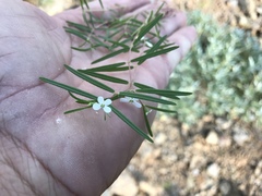 Euphorbia florida